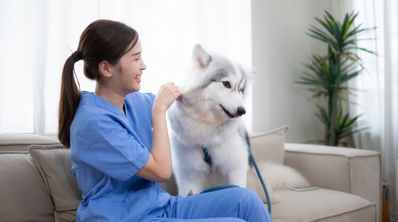 Home Services In Dubai 38 Asian female veterinarian examining a Siberian husky dog at home