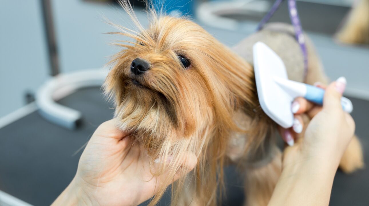 Home Services In Dubai 37 Grooming animals, grooming, drying and styling dogs, combing wool. Grooming master cuts and shaves
